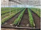 Сдам готовый бизнес теплица с домом или обмен или продам, Собственник.
