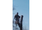 Спил деревьев. Спиливание деревье. Спилить дерево